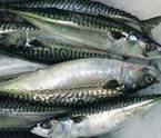 Einkaufsführer Fisch / WWF
