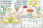 Infografik: Bt-Mais: Einbau eines Fremdgens in Maispflanzen / Snygenta