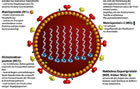 Vogelgrippe-Virus/ Großansicht bei stern.de