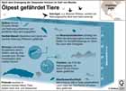 Ölpest, Golf von Mexiko, Hararie Deepwater Horizon, gefährdete Tiere, Delfine, Seekühe, Shrimps, Meeresschildkröten, Pottwale, Plankton, Thunfisch / Infografik Globus 3580 vom 10.06.2010 